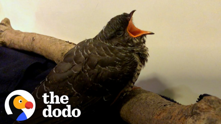 نجات پرنده فاخته یا کوکو | دود...