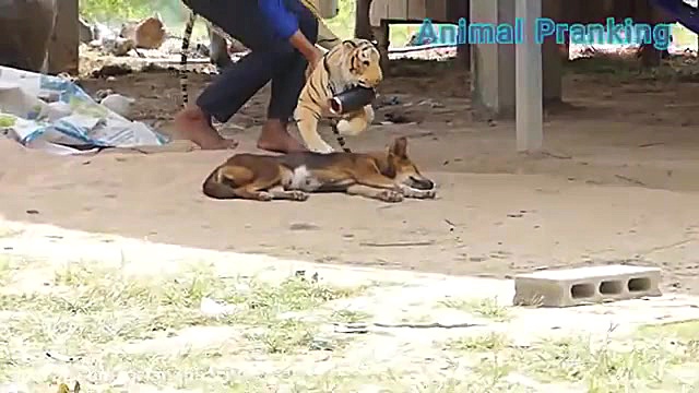 دوربین مخفی خنده دار گربه و سگ...