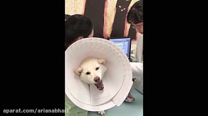واکنش خنده دار سگ ها به آمپول...