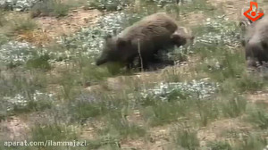 حیات وحش زاگرس