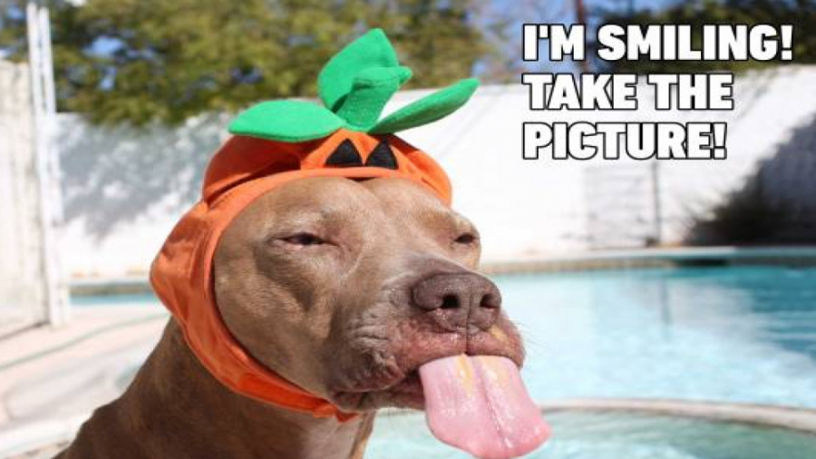 دوربین مخفی خنده دار سگ و جعبه