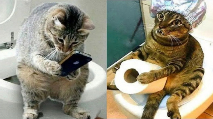 کلیپ حیوانات خانگی  طنز حیوانا...