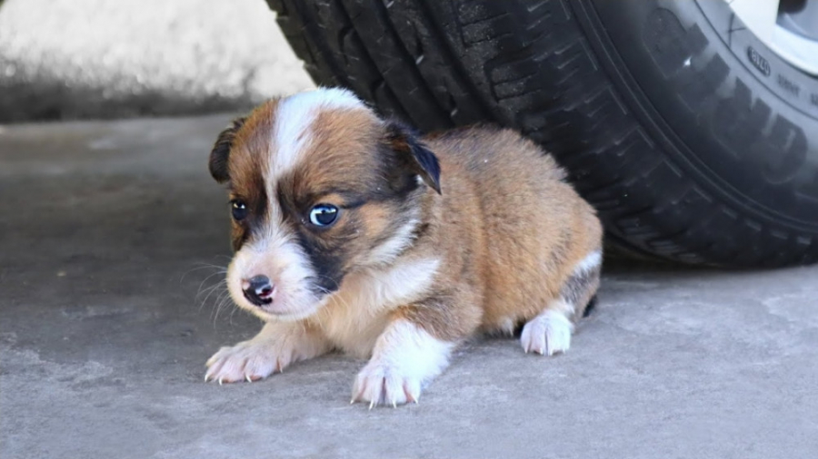 له کردن و خرد کردن اشیا با ماش...