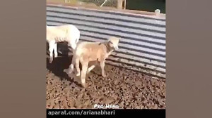 واکنش خنده دار حیوانات به آمپو...