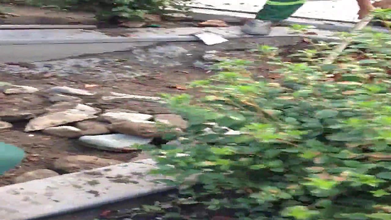 قطع ادامه دار درختان بزرگ و تن...