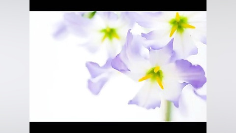 غزل 484 تو مگر بر لب آبی به هو...