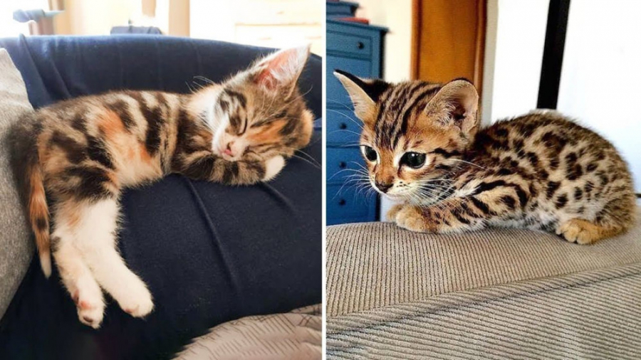 کلیپ باحال گربه ها  خنده دار ح...