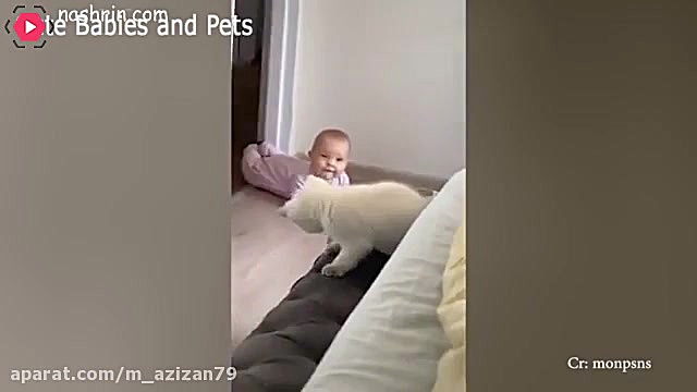 بازی توله سگ ها با نوزادان  حی...