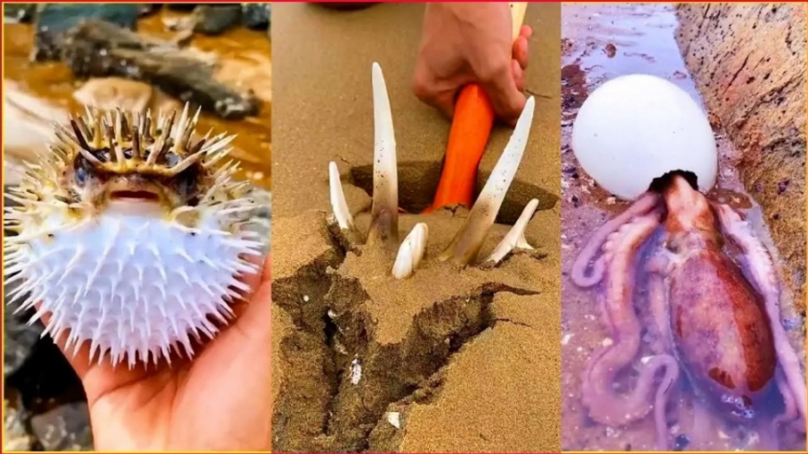 ماهیگری خاص و عجیب چینی ها  ما...