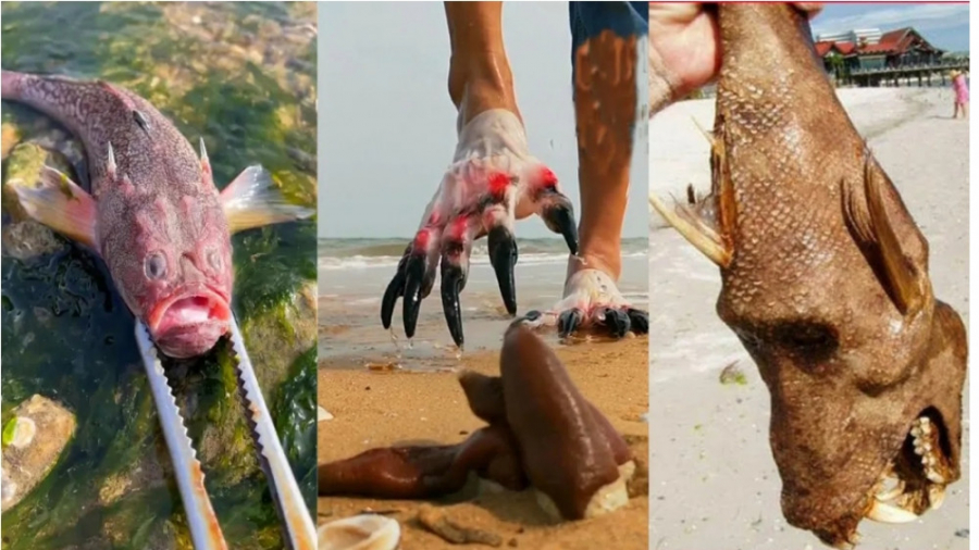 ماهی های عجیب زیر شنا ساحل  ما...