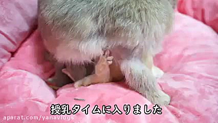 شیر خوردن خرگوش های کوچولو