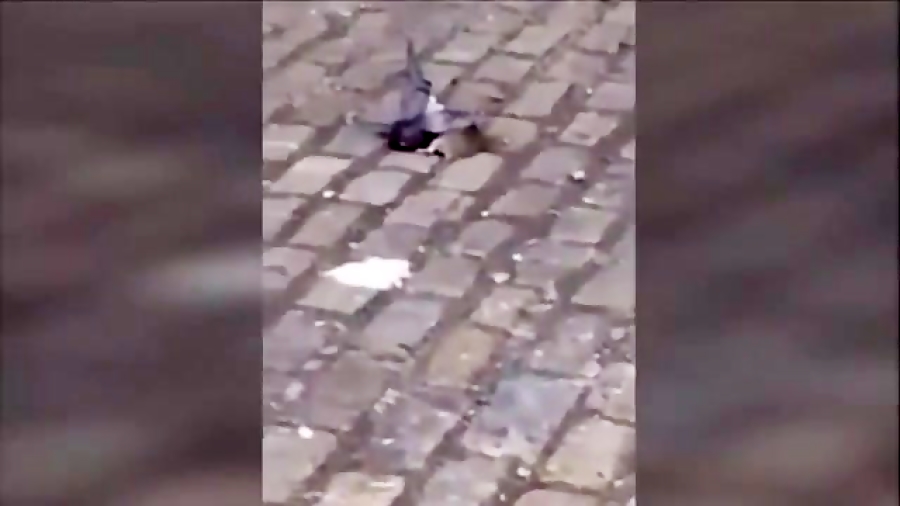 شکار کبوتر توسط موش