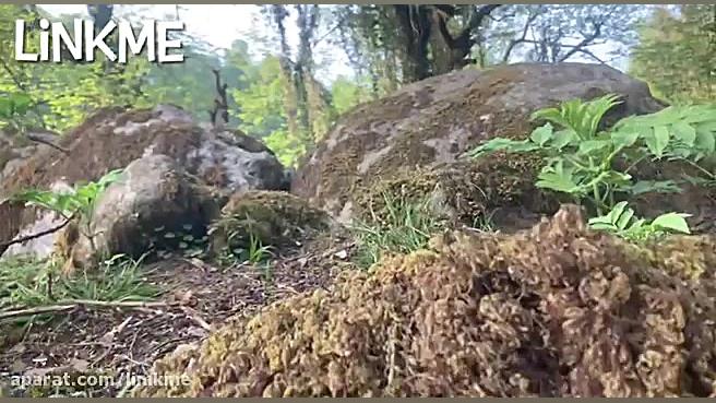 معجزه شکر گزاری روز هفتم