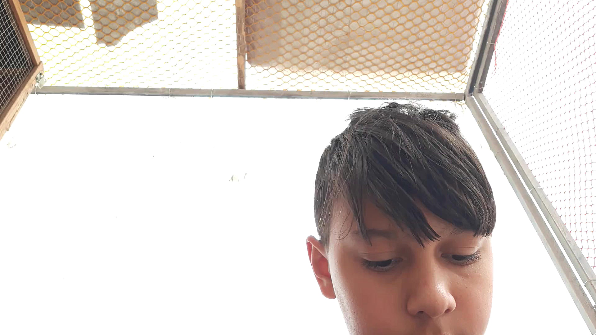 آموزش دون دادن به کفتر