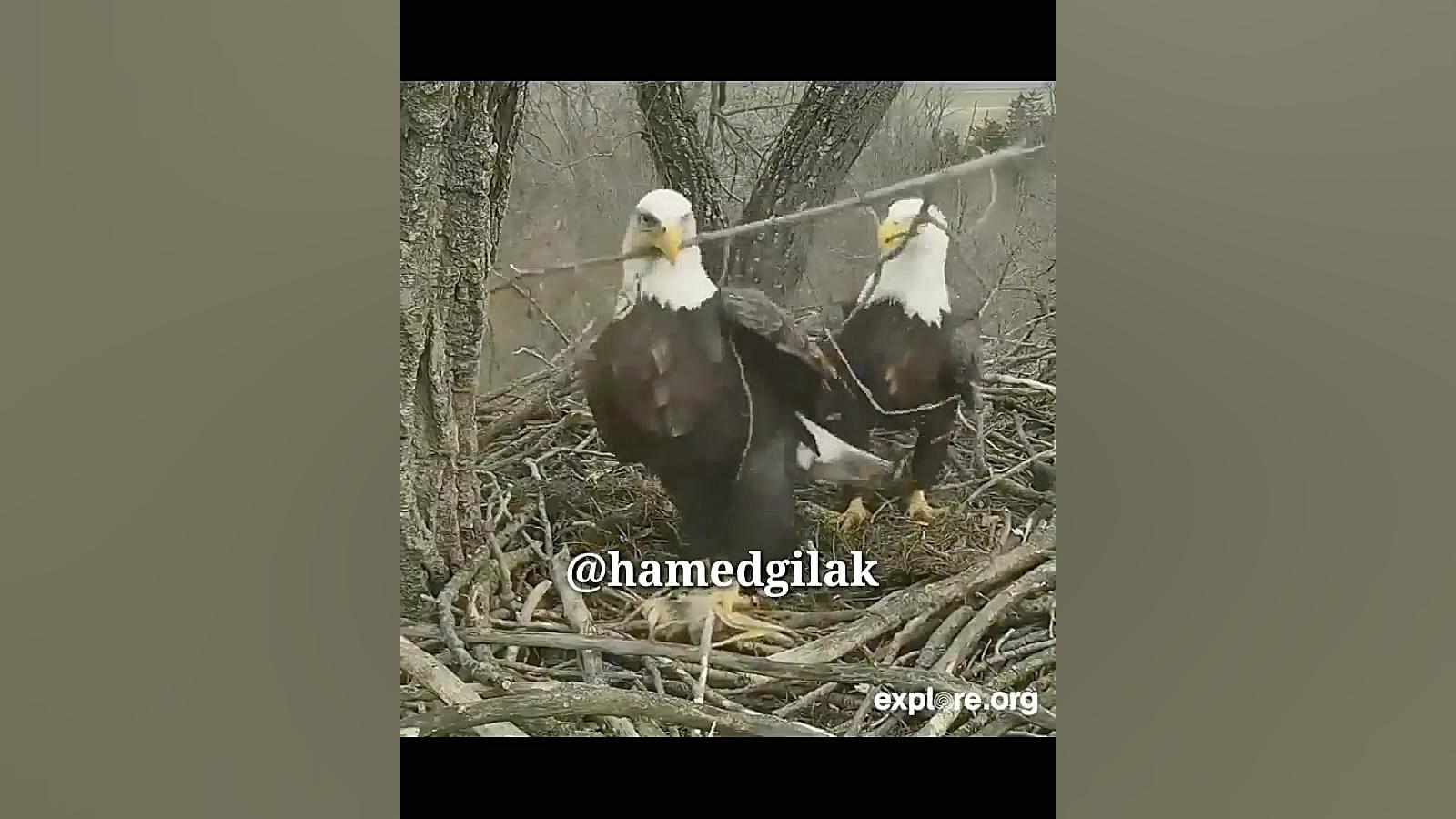 کلیپ خنده دار حامد گیلک