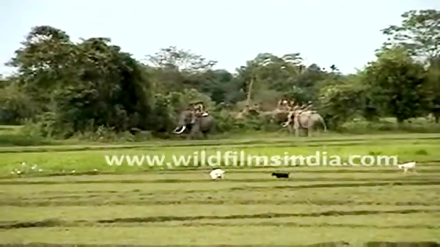 حمله ببر به فیل ( فیلم کامل و...