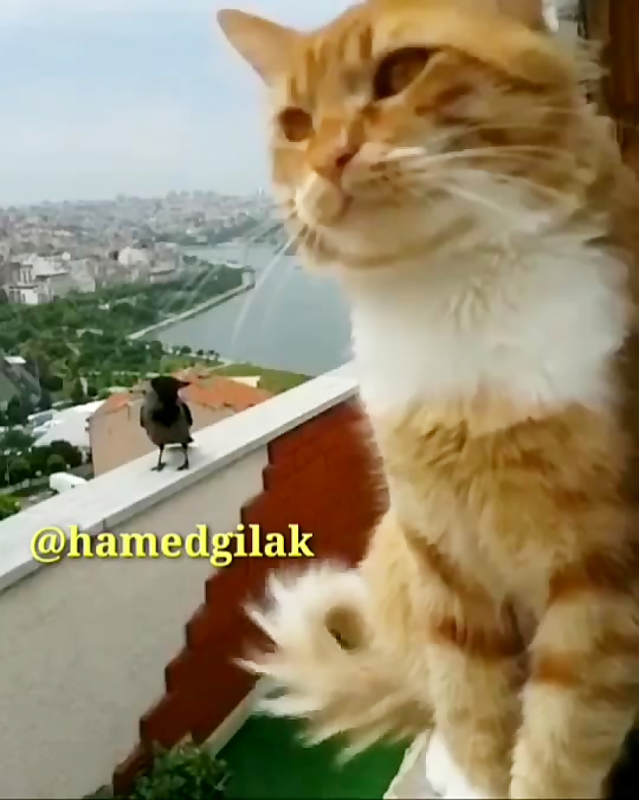 کلیپ خنده دار حامد گیلک