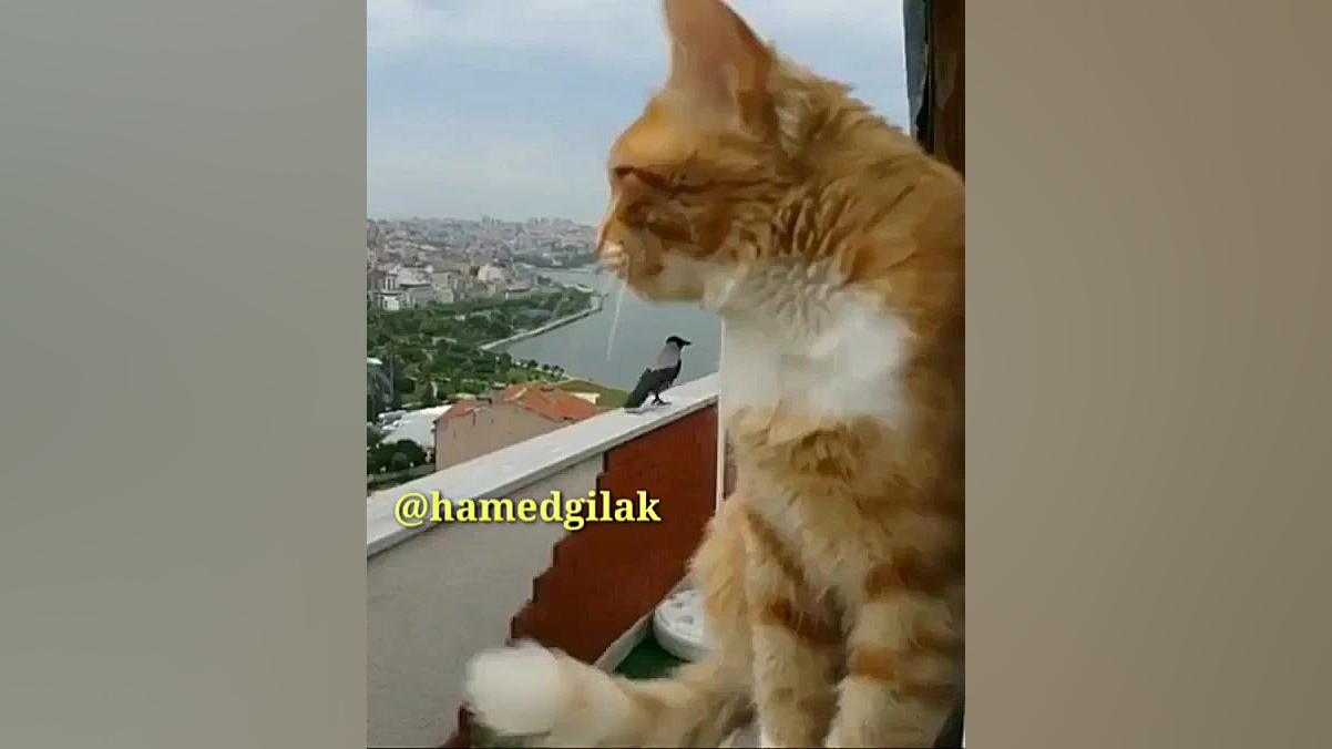 کلیپ خنده دار حامد گیلک