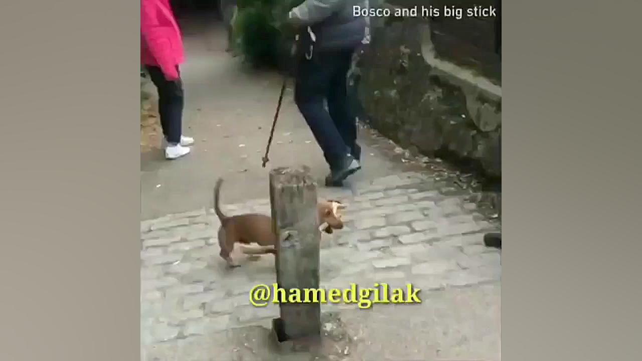 ویدیو خنده دار حامد گیلک