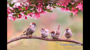 کلیپ منظره خاص ویژه وضعیت واتس...