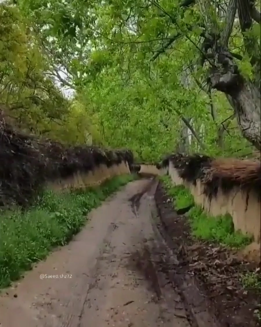 کوچه باغ های شیراز