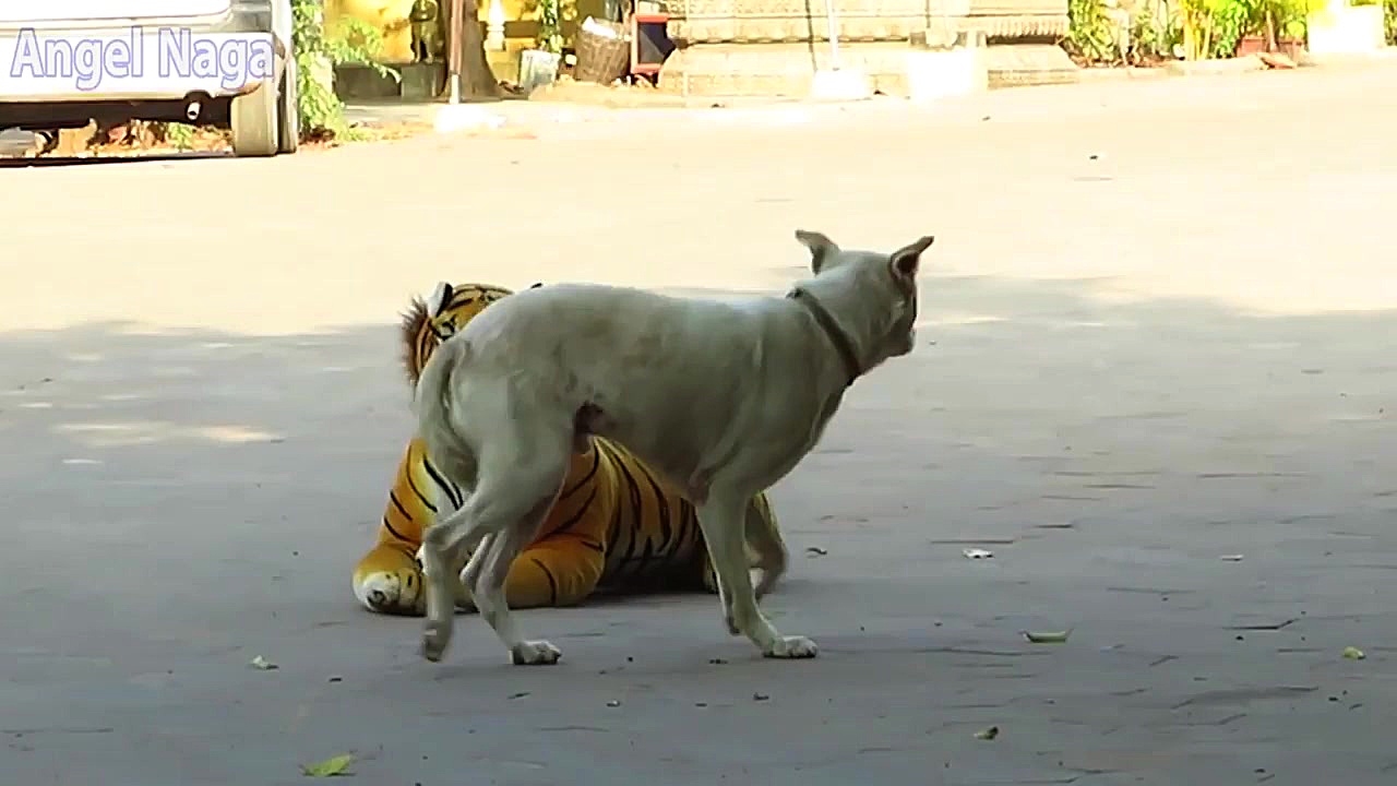 ترساندن سگها و میمون ها  طنز ح...