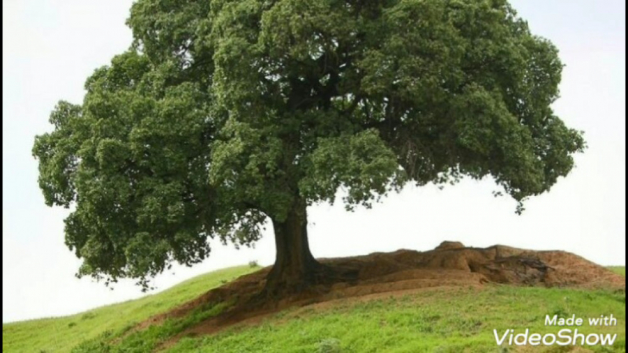 ویدیو انگیزشی کلیپ سراسر آرامش...