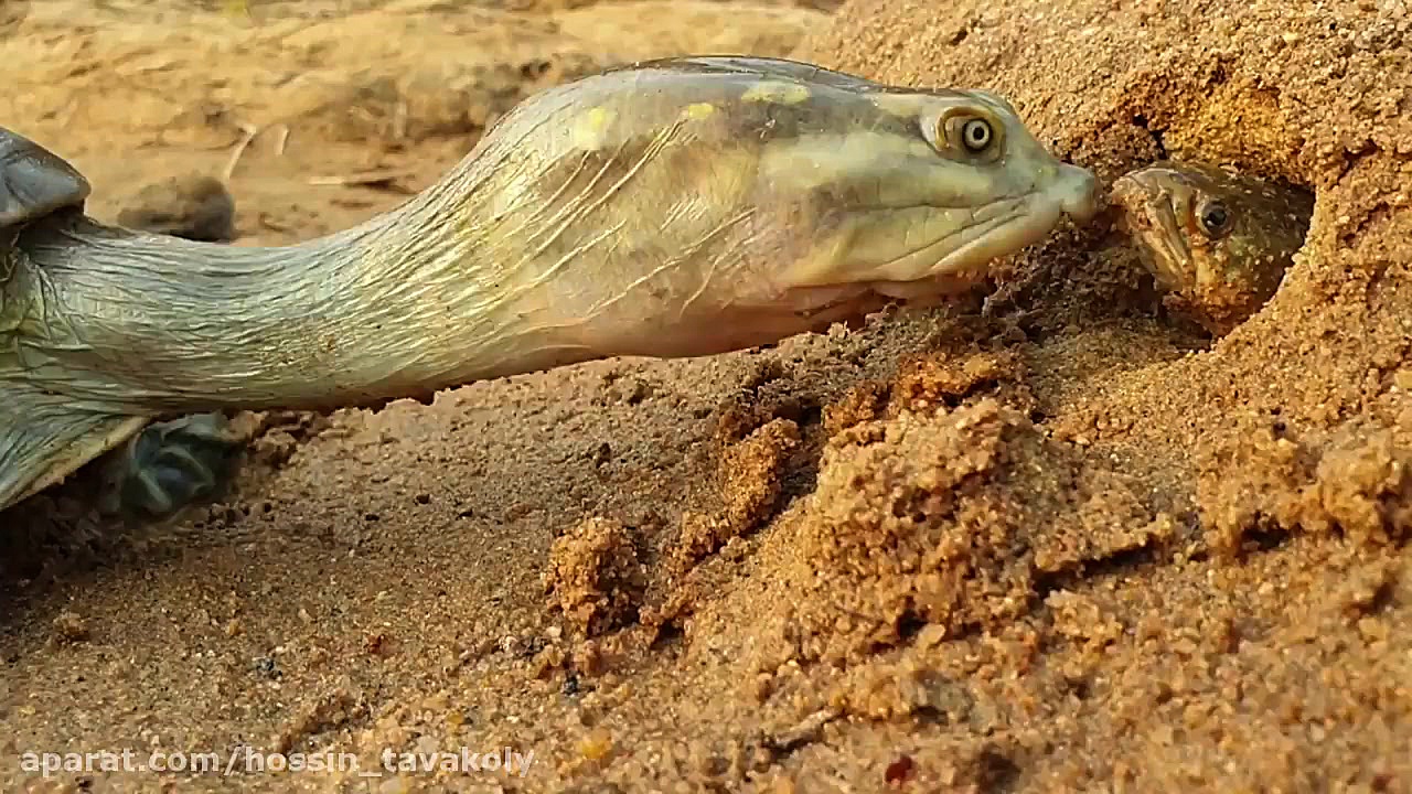 لاکپشت ماهی خوار