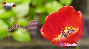 گل من شعری عاشقانه از محمد میر...