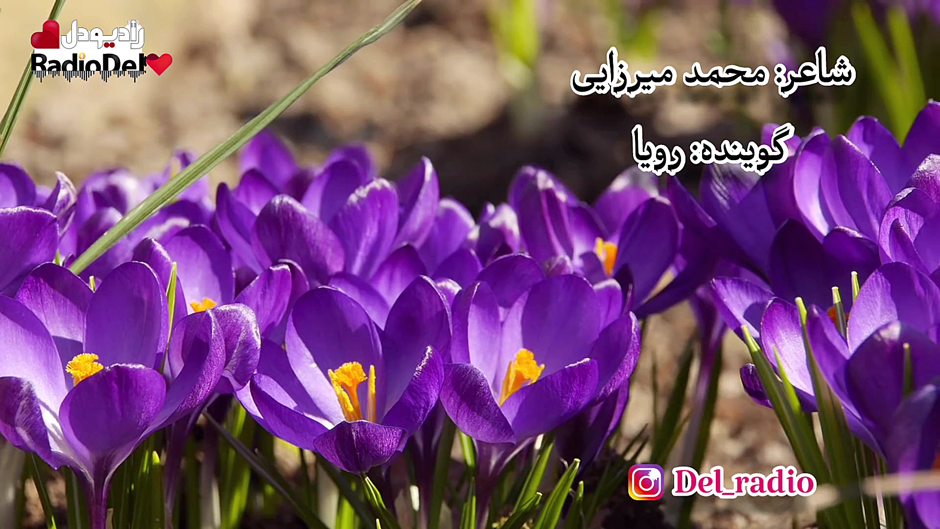 گل من شعری عاشقانه از محمد میر...