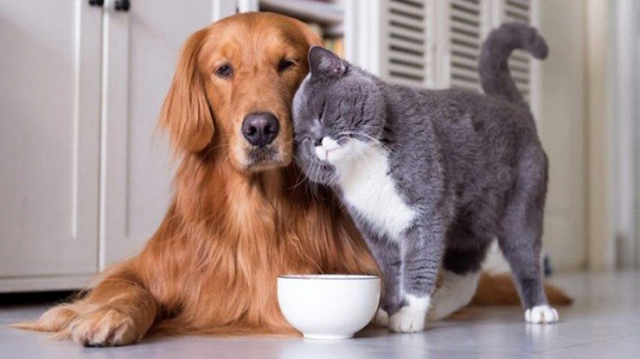 حیوانات خانگی  حیوانات بامزه و...