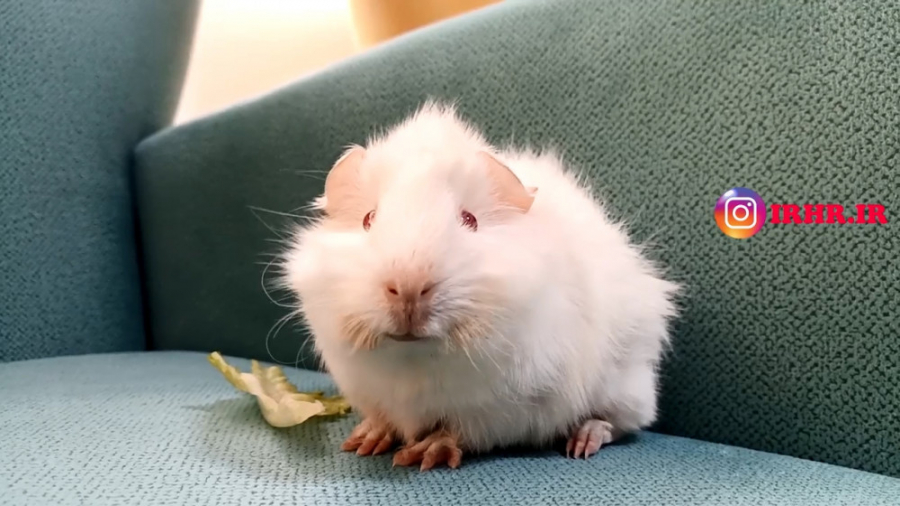 کاهو خوردن خوکچه هندی