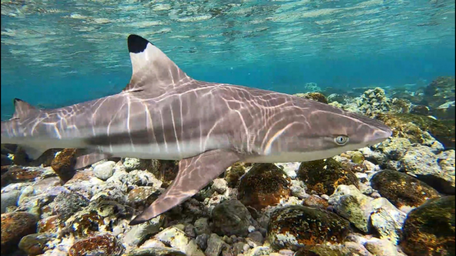 شنا با کوسه های خلیج فارس