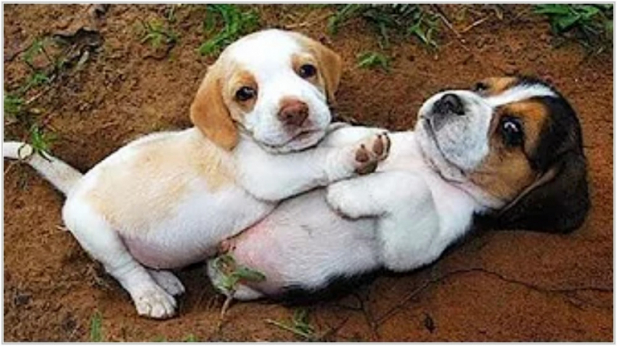 کلیپ سگهای بامزه  حیوانات خانگ...