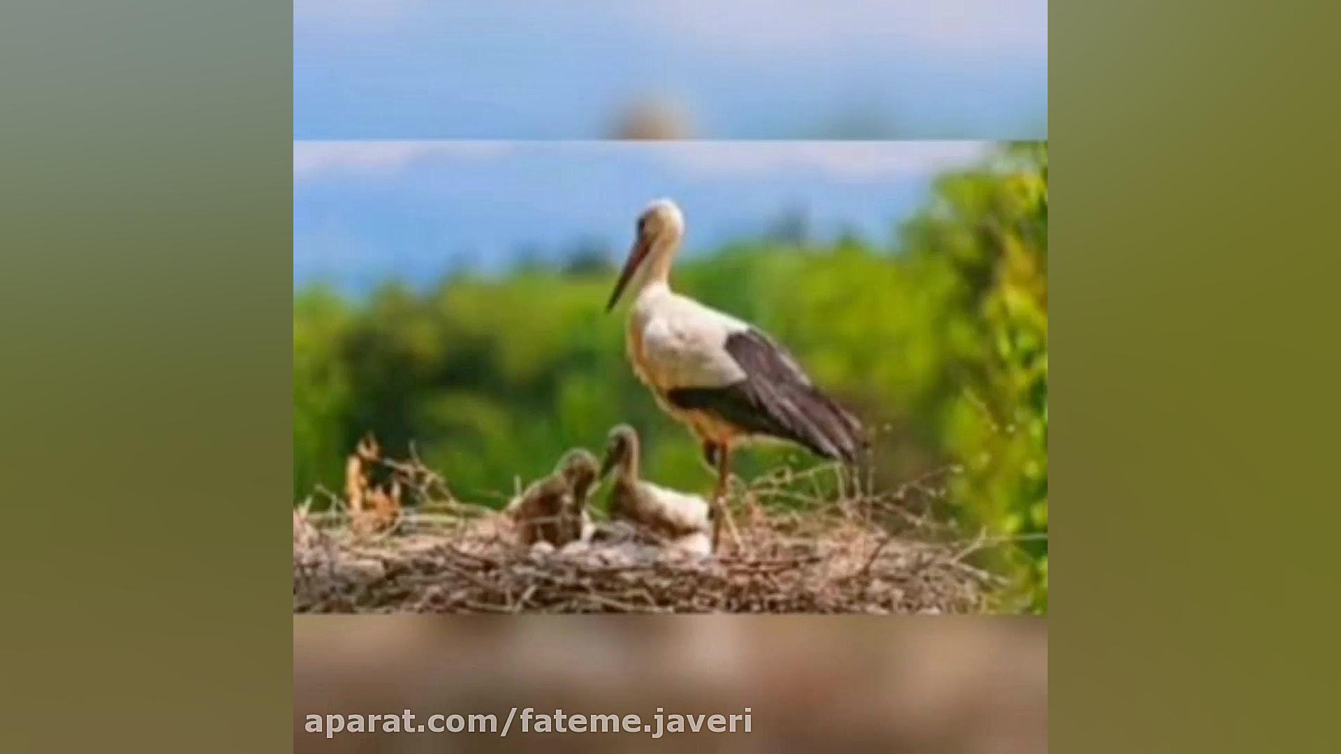 علوم تجربی پایه سوم درس هر کدا...