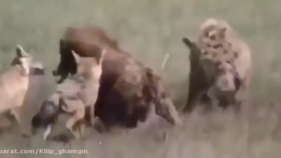 حیات وحش شکار شغال توسط کفتاره...