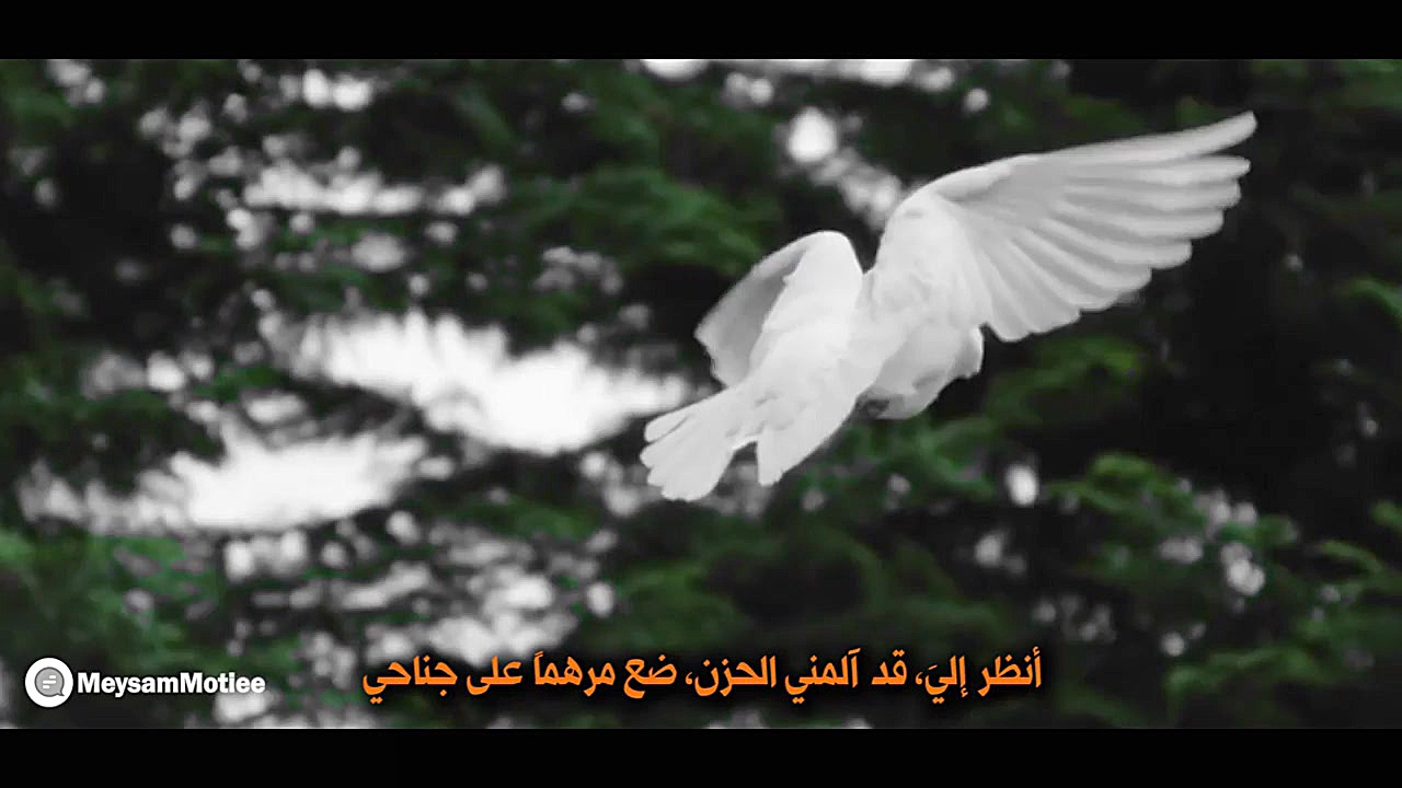 نماهنگ : قفس تنگ گناهام، بال پ...