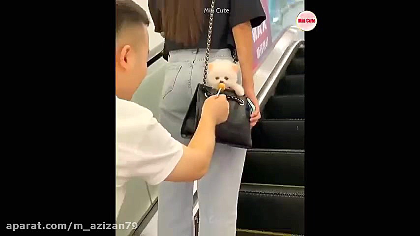 کلیپ حیوانات  بچه سگ های بامزه...