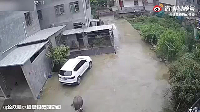 حمله بوفالوی عصبانی به یک پسرب...