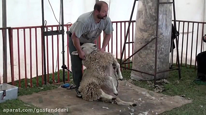 چیدن پشم گوسفند