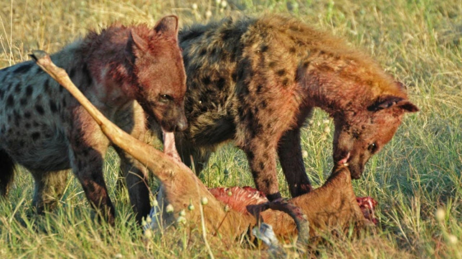 مستند حیات وحش  شکار دزدی کفتا...