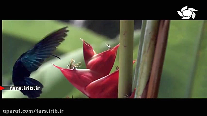 ترانه زیبای &quot; عطر بهار &q...