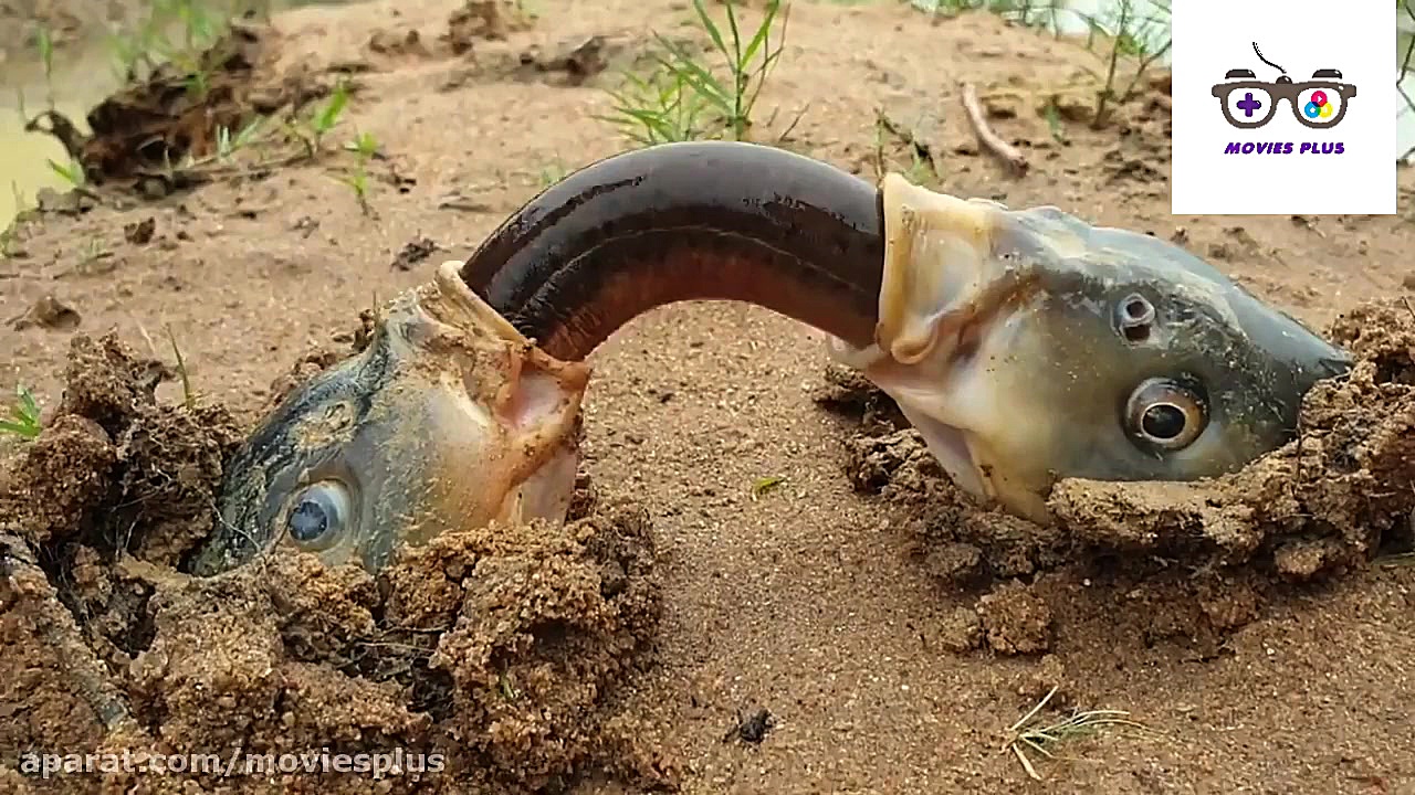 یک صحنه عجیب و خارق العاده از...