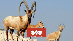 تصاویر دیدنی از حیات وحش مازند...