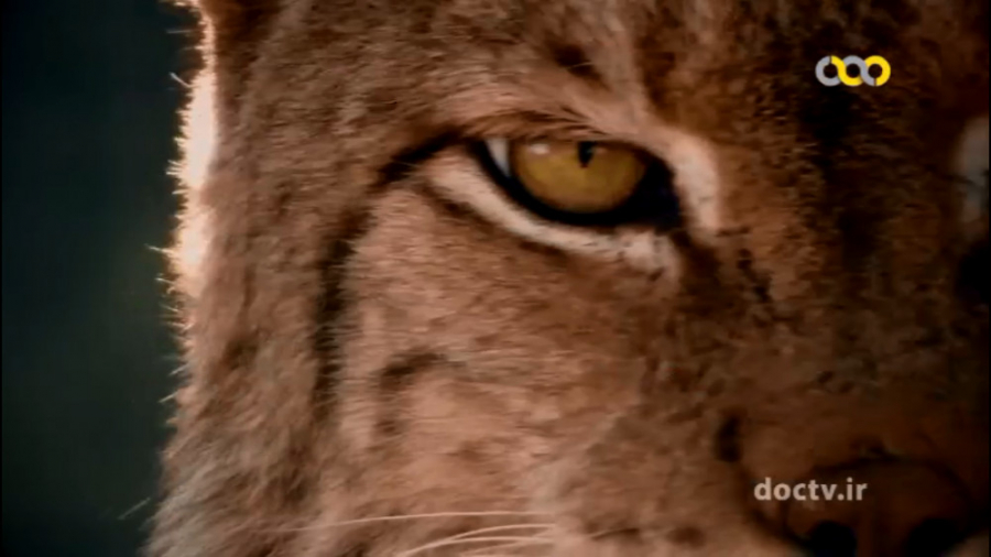 72 جانور خطرناک آسیا قسمت 1