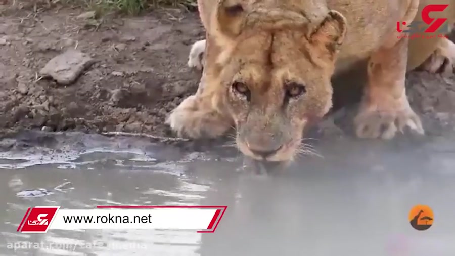 مستند حیات وحش:: لاک پشت نترس...