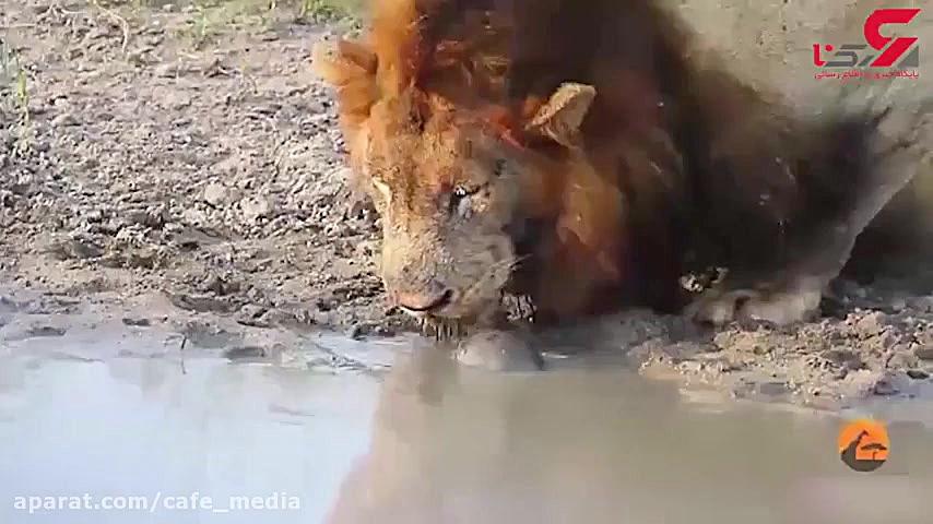 مستند حیات وحش:: لاک پشت نترس...