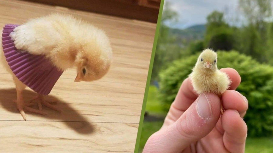 کلیپ طنز حیوانات  جوجه های بام...