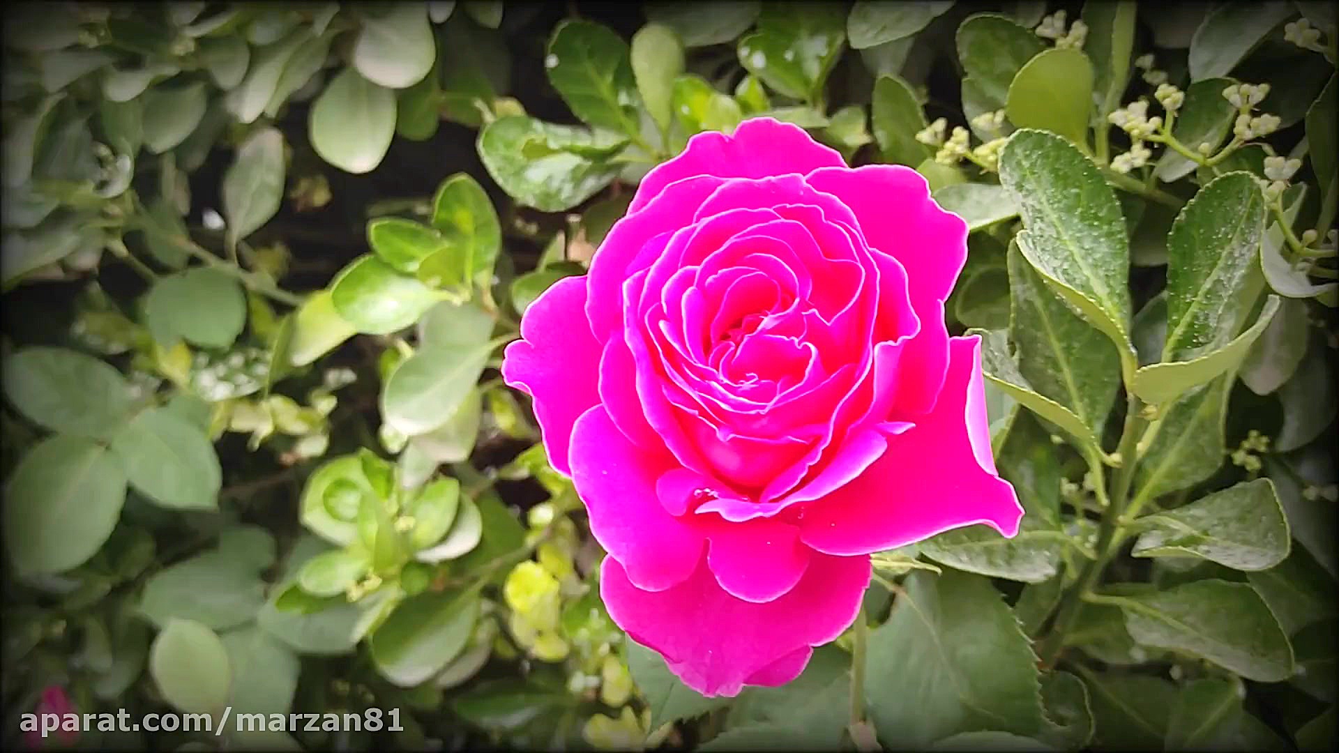 دعای روز هفدهم