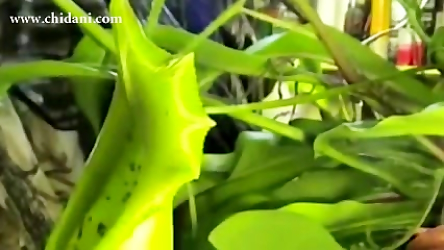 نمونه هایی از گیاهان گوشت خوار